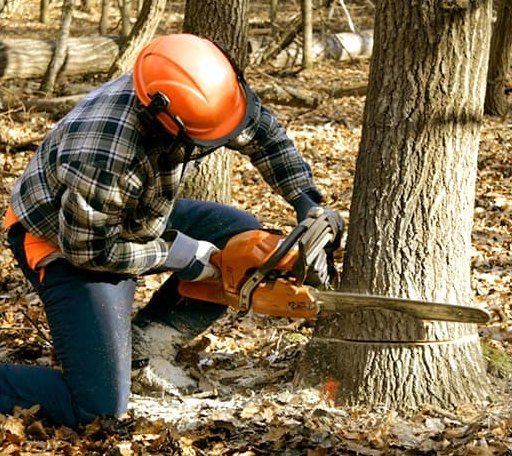 Tree Removal in Backus, MN